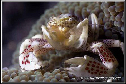 Beware porcelain crab watching!!!!!............350D/70mm by Yves Antoniazzo 